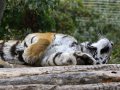 ZOO-Viden 24 srpen 2014 100.JPG